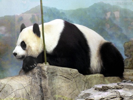 Panda Gigante